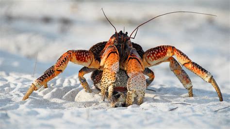 Is A Crab A vertebrate?